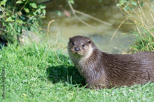 Eurasian Otter (Lutra lutra)