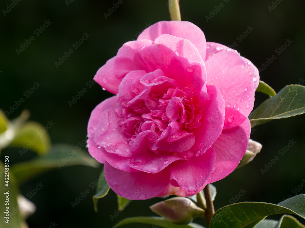 Fototapeta premium Pink Camellia after the rain