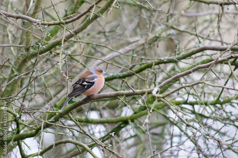 Common Chaffinch (Fringilla coelebs) perched in a tree on a chilly February day Common Chaffinch (Fringilla coelebs) perched in a tree on a chilly February day