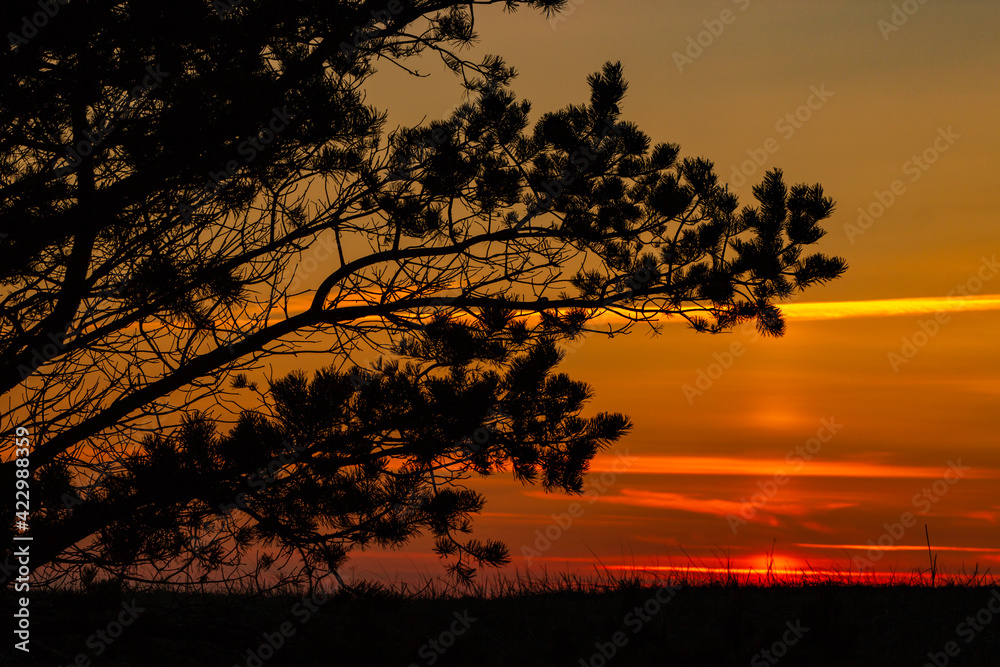 Romantic photo of pine tree branches and grass silhouettes at yellow, orange, red sunset on background