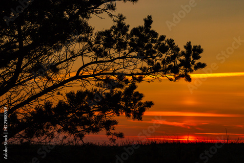 Romantic photo of pine tree branches and grass silhouettes at yellow  orange  red sunset on background