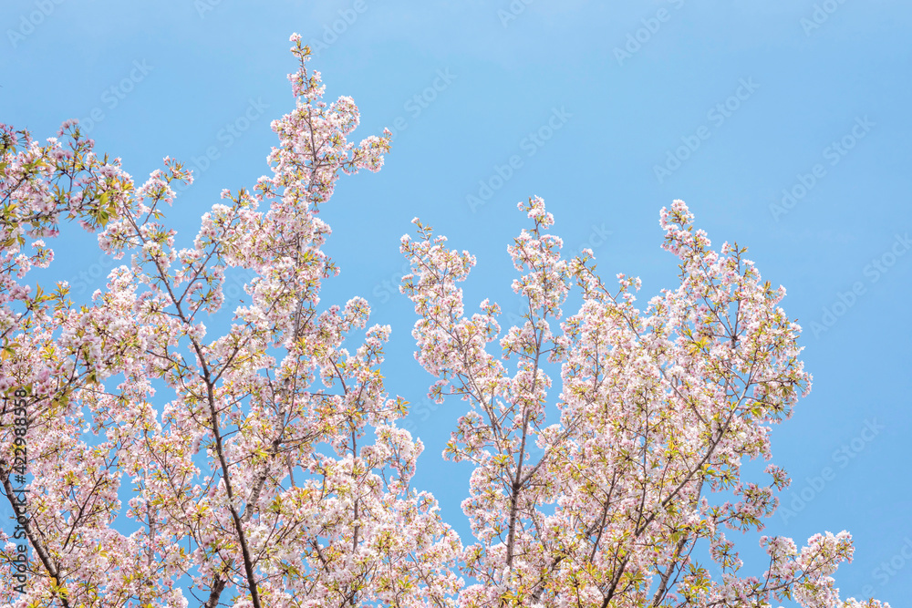 Spring Cherry blossoms in the sky, pink flowers.
