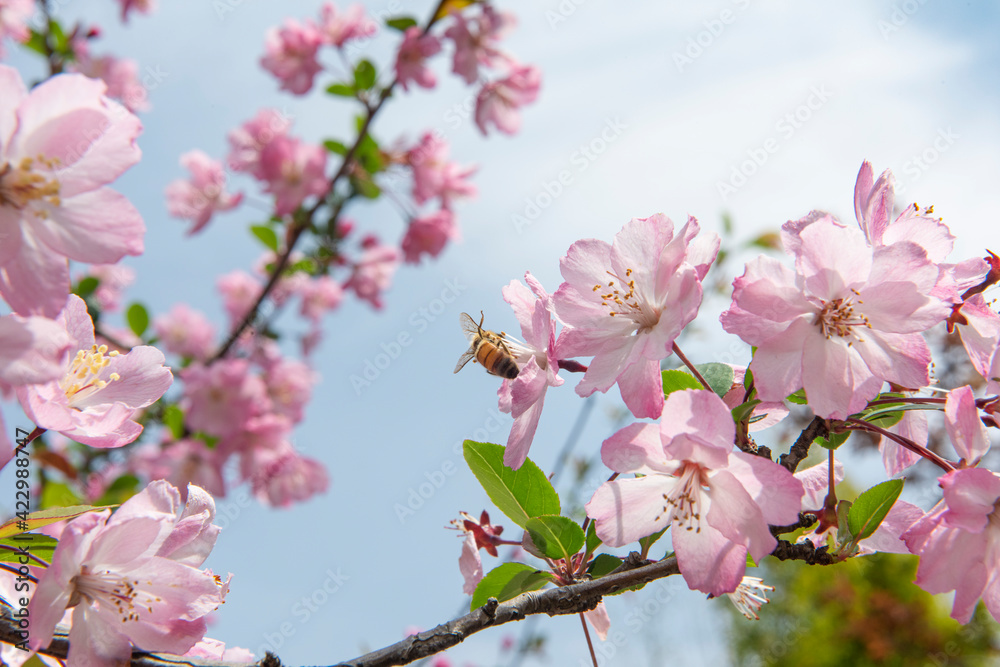 Spring, pink Crabapple blossom tree Spring, pink Crabapple blossom tree