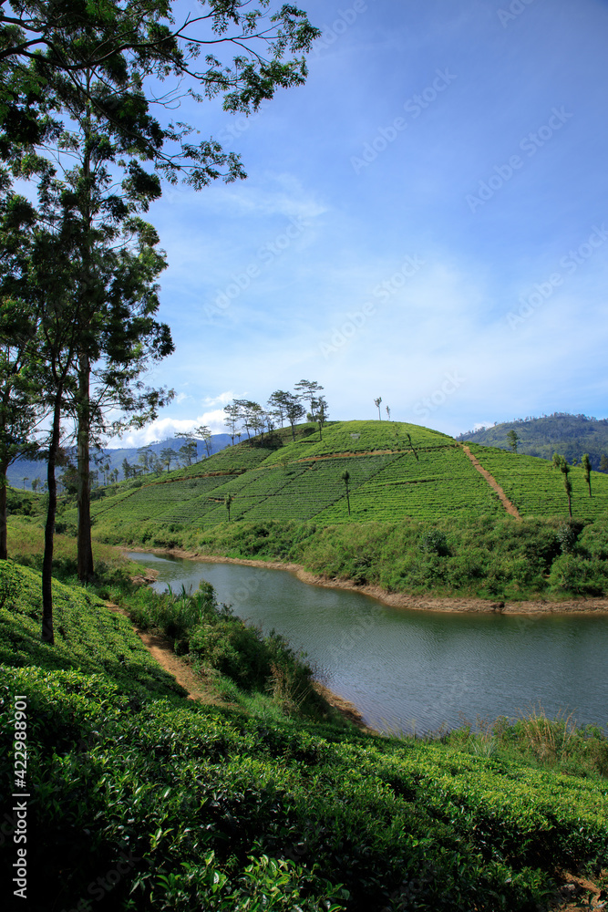 Nuwara Eliya mountain Tea garden in Sri Lanka