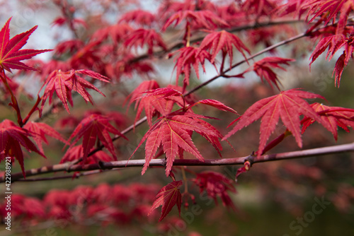 Red maple leaves in autumn, blurred background
