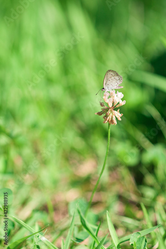 spring bloom flower butterfly