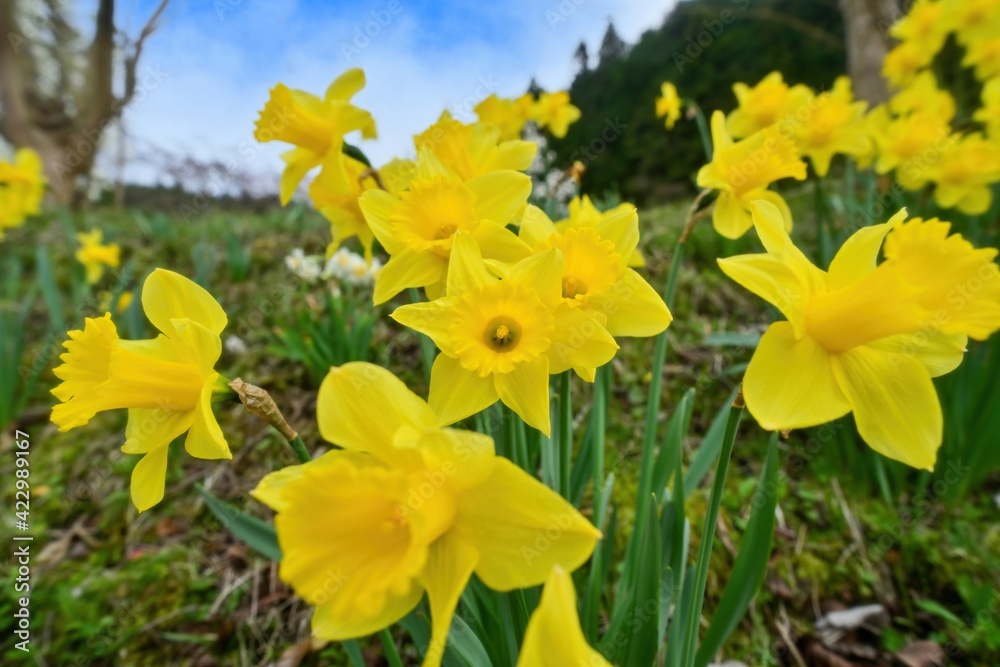 Obraz premium 光を浴びて輝く満開の黄色い水仙