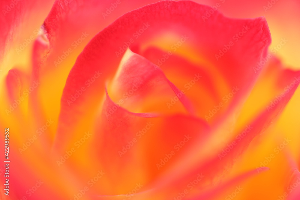 close up of a pink tulip