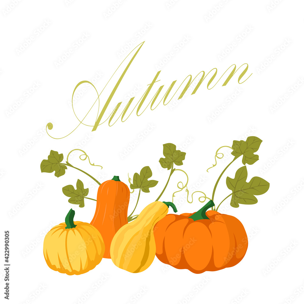 Pumpkin - squash for Halloween or Thanksgiving. Orange squash silhouette isolated on white background.