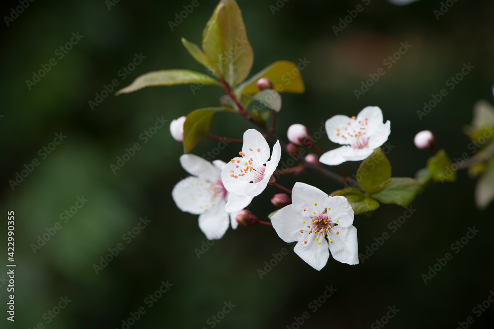 Beautiful floral spring flower abstract background of nature. Beautiful floral spring flower abstract background of nature.