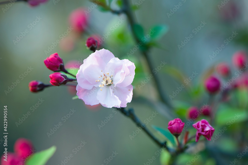 Spring, pink Crabapple blossom tree Spring, pink Crabapple blossom tree