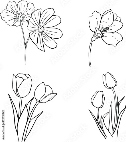 vector outline set of flowers, tulips, orchid and daisy photo