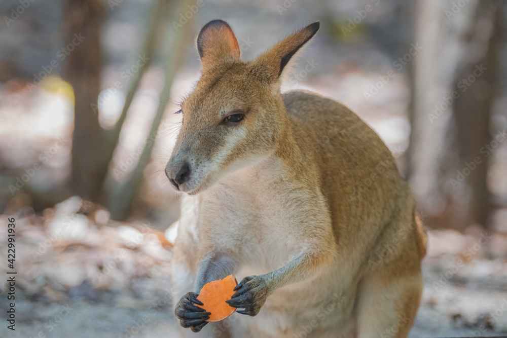 Fototapeta premium Close-up wildlife portrait of an Eastern Grey Kangaroo (Macropus giganteus) feeding on a piece of fruit in Queensland, Australia.