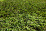 gramado textura chão verde