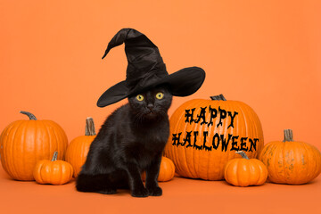 Black cat wearing a witch hat between orange pumpkins on an orange background wishing you happy halloween