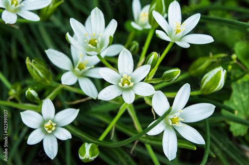 Spring garden flowers. Star of Bethlehem or Grass Lily or nap-at-noon  Latin  Ornithogalum umbellatum  close-up. Selective focus Shallow depth of field.