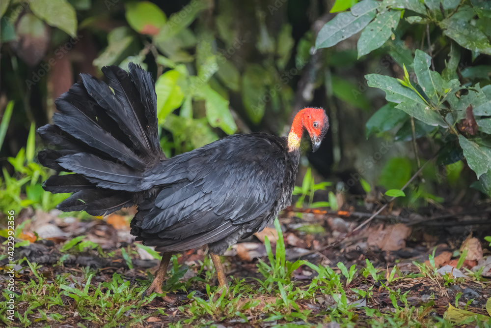 Wildlife portrait of a wild Australian brushturkey or gweela (Alectura lathami) in the tropical Daintree rainforest in Queensland, Australia. Wildlife portrait of a wild Australian brushturkey or gweela (Alectura lathami) in the tropical Daintree rainforest in Queensland, Australia.