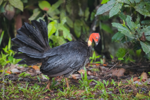 Wallpaper Mural Wildlife portrait of a wild Australian brushturkey or gweela (Alectura lathami) in the tropical Daintree rainforest in Queensland, Australia. Torontodigital.ca