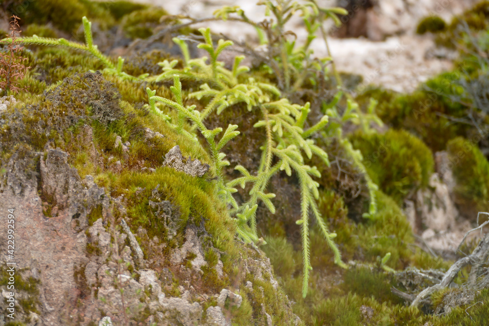 vegetation at Craters of the Moon vegetation at Craters of the Moon