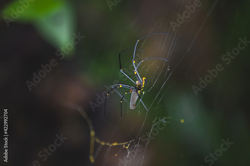 Mating Nephila pilipes spiders or giant golden orb weavers on a spiderweb. Sexual dimorphism with male dwarfism and female gigantism, in the Daintree Rainforest, Queensland, Australia.