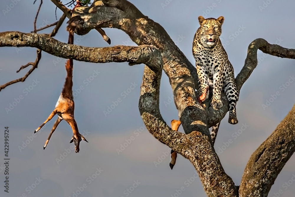 Leopard in the tree with the kill, in Masai Mara, Kenya