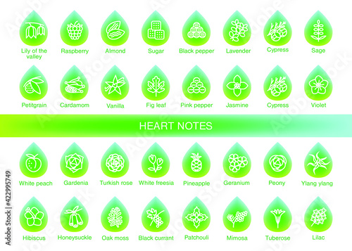 Vector icons aromas heart notes. Heart notes pyramid chart with examples of popular aroma essences. Scent categories are oriental, woody, fresh and floral. Trend  examples of scents.