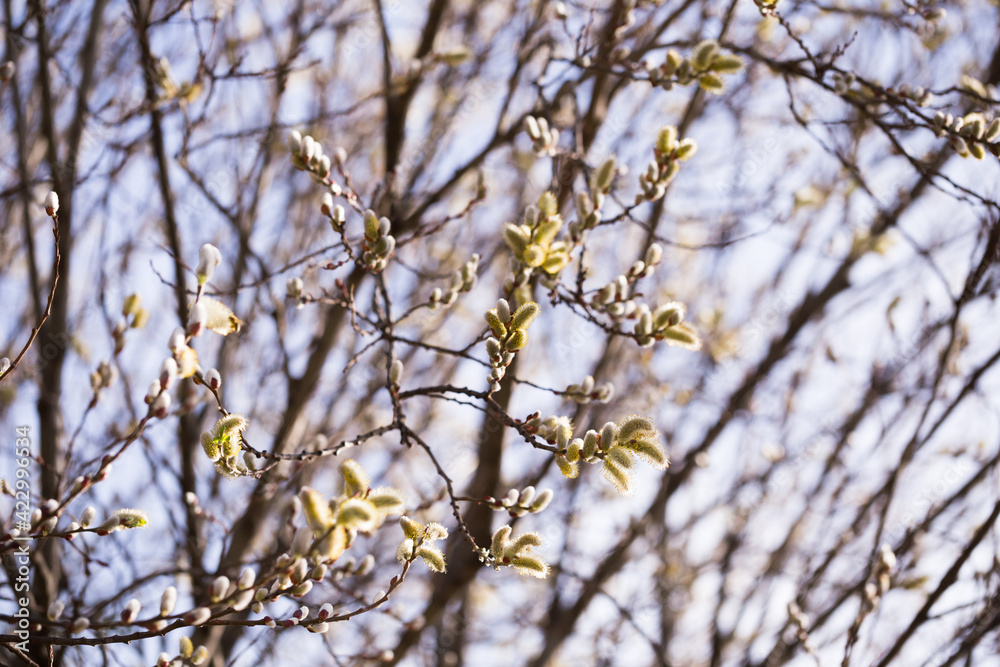 spring shoots on salix branches spring shoots on salix branches