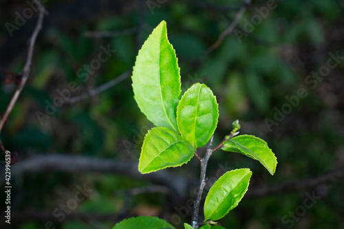 Wallpaper Mural Young green tea, sinensis tea leaves on a branch Torontodigital.ca