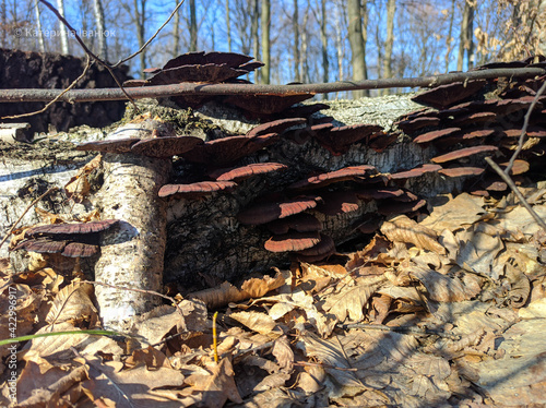Mushrooms on a fallen tree in spring in the forest