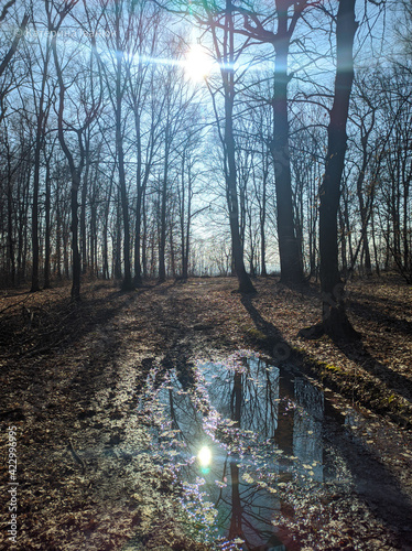 Spring forest landscape with bright sun shining through the trees. Trees without leaves.