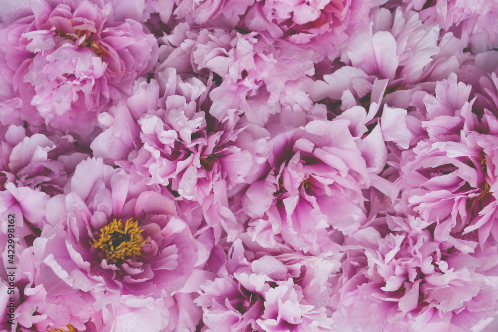 Pink peony flowers in full bloom. Floral spring or summer texture for background.