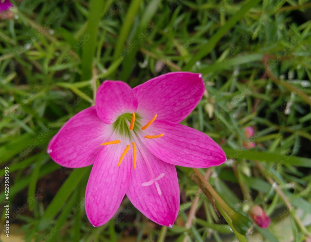 close up of pink flower blooming in branch of green leaves plant growing in garden, nature photography, gardening background close up of pink flower blooming in branch of green leaves plant growing in garden, nature photography, gardening background