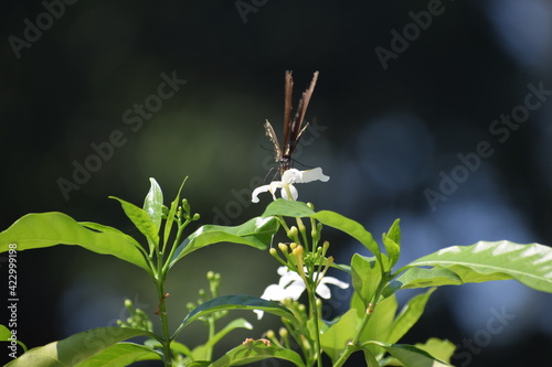 butterfly on a branch