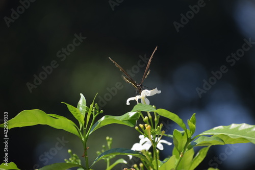 butterfly on a flower