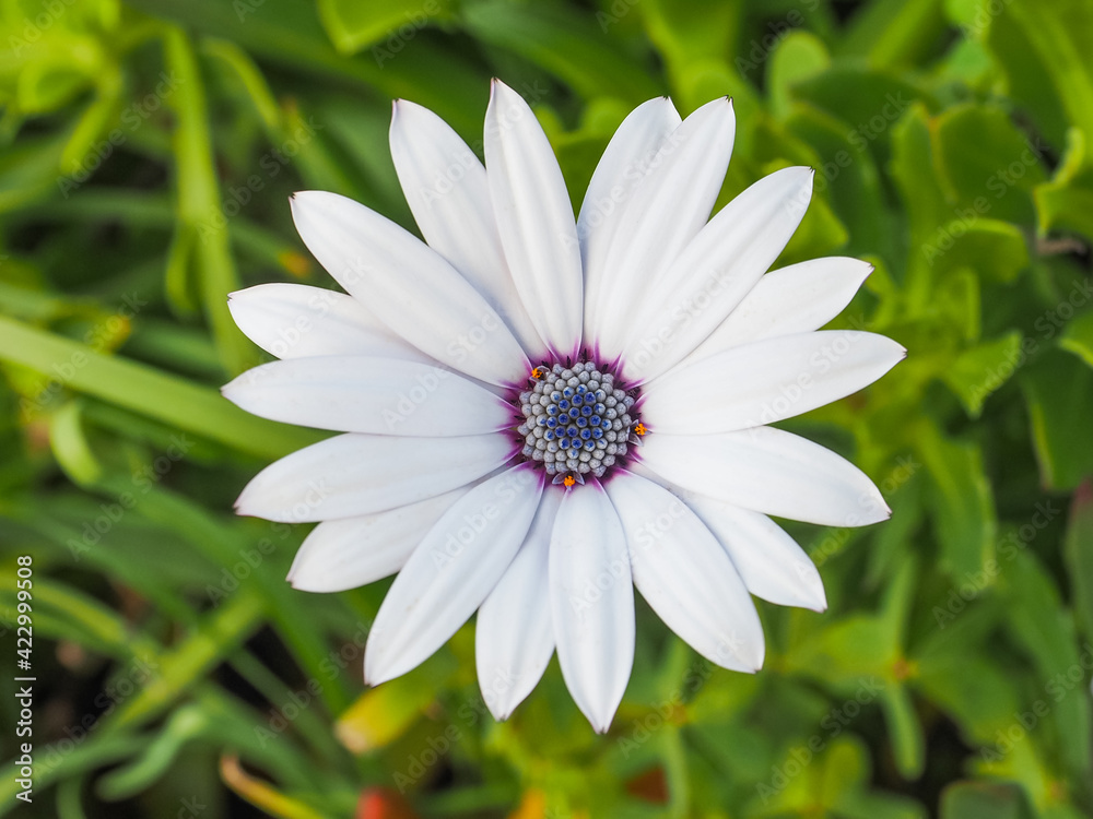 Osteospermum fruticosum, also called African daisy, daisy bush or African moon is a shrubby, semi succulent herbaceous flowering plant. White flower with purple and yellow spots in middle. Close up. Osteospermum fruticosum, also called African daisy, daisy bush or African moon is a shrubby, semi succulent herbaceous flowering plant. White flower with purple and yellow spots in middle. Close up.