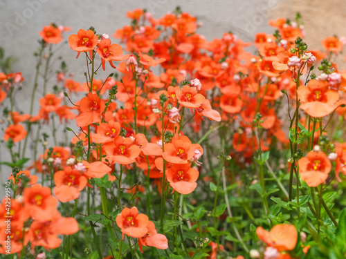Diascia Little Tango cultivar, orange blossoms in the blurred background, close up. Twinspur Diascia, easily grown bedding plant, herbaceous, perennial flowering species of the family Scrophulariaceae photo