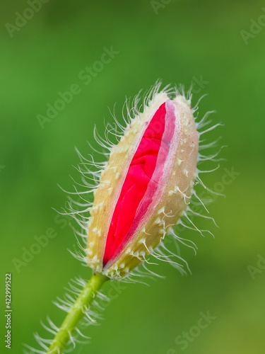 Wild poppy bud, close up. Fresh, red flower of the family Papaveraceae. Macro photography with blooming hairy blossom in the blurred green background. Colorful natural beauty and beautiful backdrop. photo