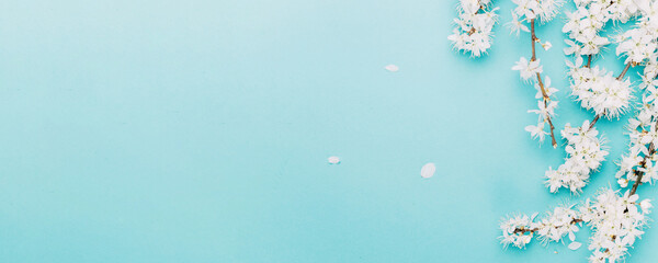 Cherry tree blossom. April floral nature and spring sakura blossom on soft blue background. Banner for 8 march, Happy Easter with place for text. Springtime concept. Top view. Flat lay.