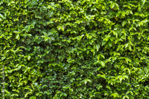 Small green leaves texture background with beautiful pattern. bush wall. Clean environment. Ornamental plant in the garden. Eco wall. Organic natural background. Many leaves reduce dust in air. Tropic
