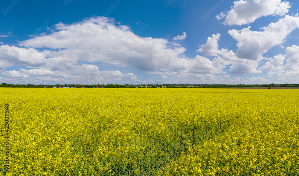 blooming rapeseed field, canola or colza on a sunny summer day