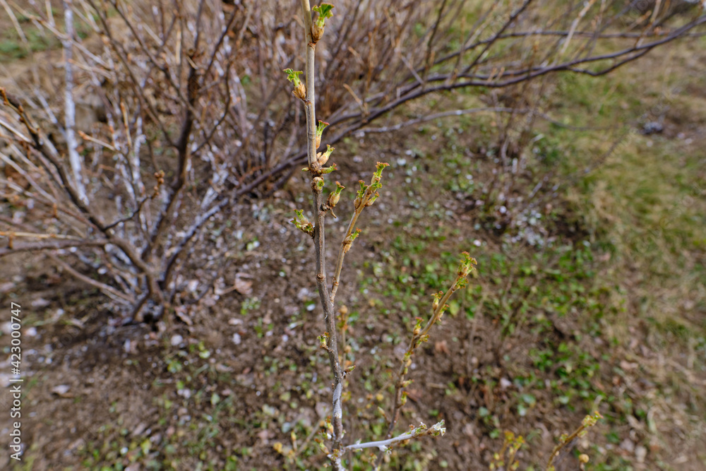 Opened buds on a currant bush on a farm. The arrival of spring, buds bloom.