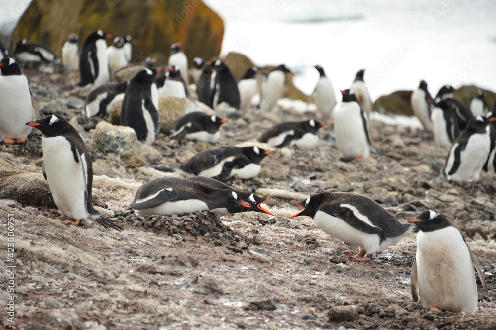 Naklejka premium group of penguins