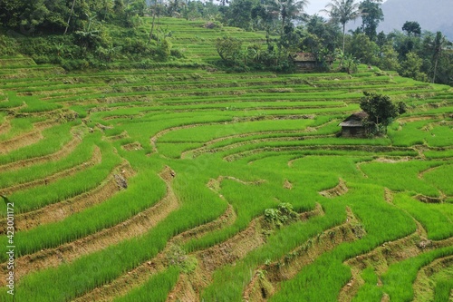 The natural scenery of rice terraces in the countryside is beautiful and peaceful.