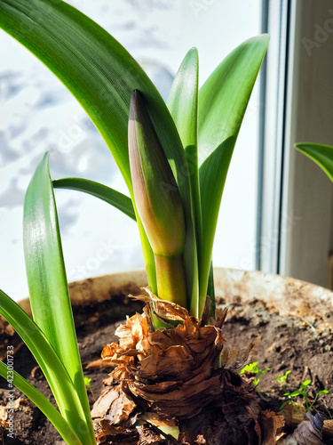 new tender amaryllis sprouts in a pot