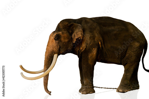 Large old Thai Elephant isolated on white background.