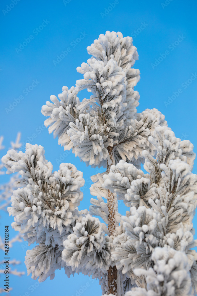 Beautiful snow trees against the blue sky. Beautiful Christmas card Beautiful snow trees against the blue sky. Beautiful Christmas card
