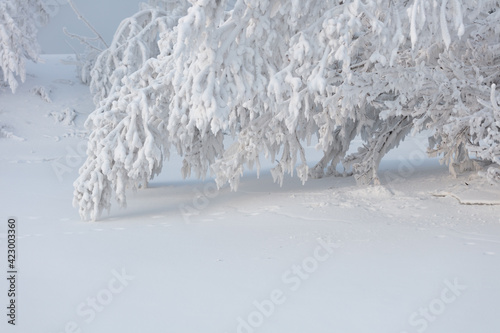 A tree bowing under the weight of snow. Trees in white and lush frost. Christmas fairy tale