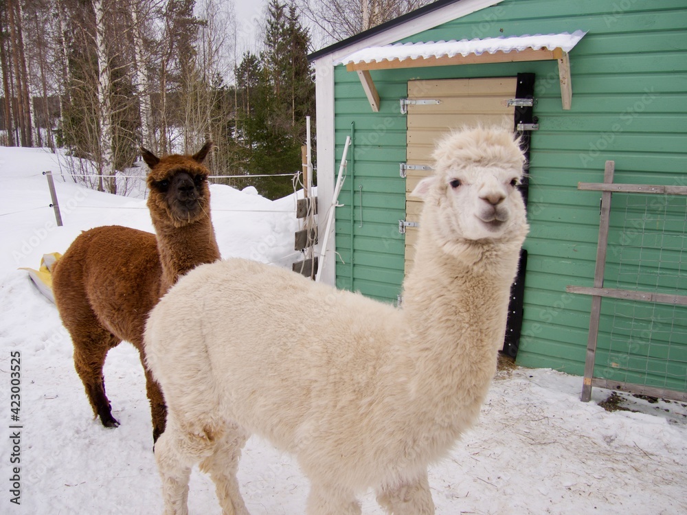 Obraz premium Alpaca animals in a swedish farn in winter
