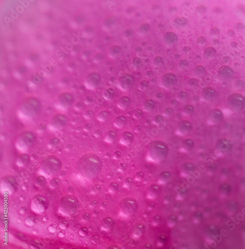 Water drop on pink petals rose's, shallow depth of field.