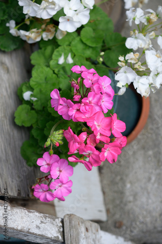 pink and white geraniums in bloom